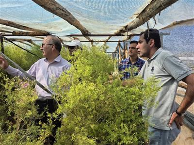 بازدید از گلخانه بخش خصوصی توسط محققین پژوهشكده گل و گیاهان زینتی