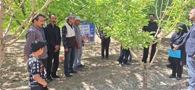 برگزاری كارگاه آموزشی مدیریت بهاره درختان میوه در روستای امیرآباد اراضی به همت پژوهشكده گل و گیاهان زینتی و همكاری جهاد كشاورزی محلات